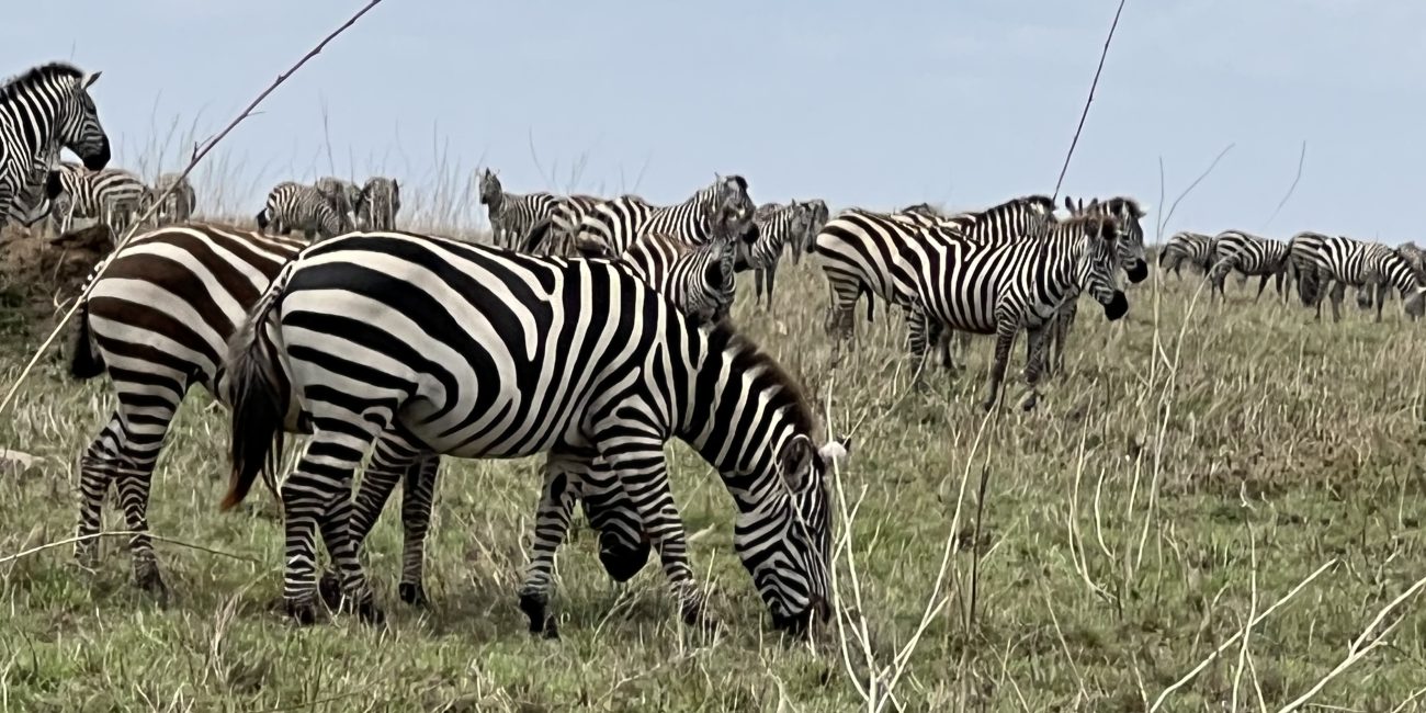 3 days tanzania lodge safari