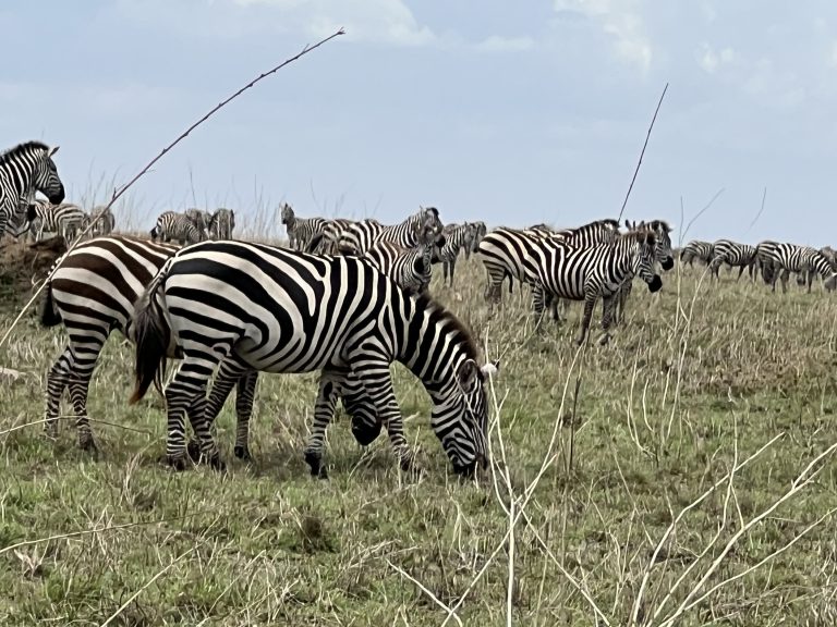 3 Days Tanzania Lodge Safari