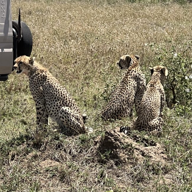 3 days tanzania lodge safaris