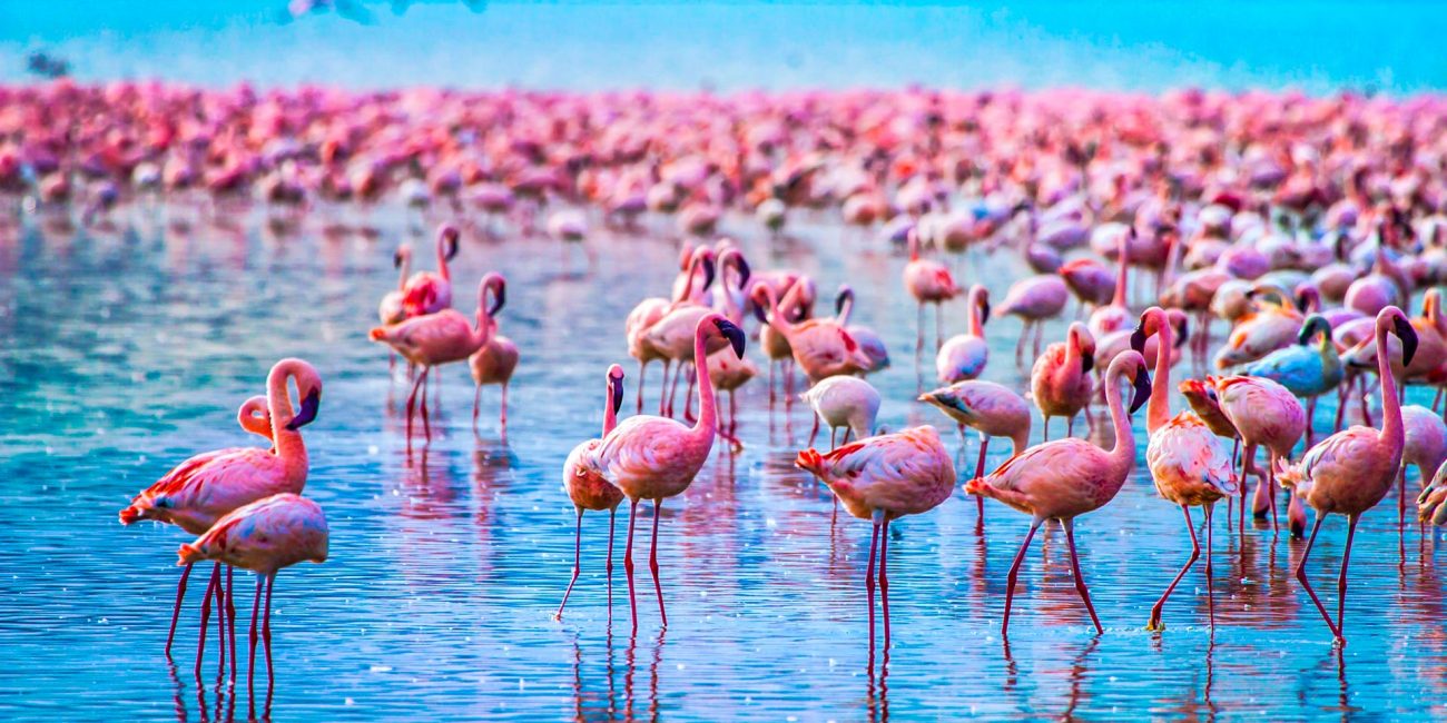 Bird-Watching Safari