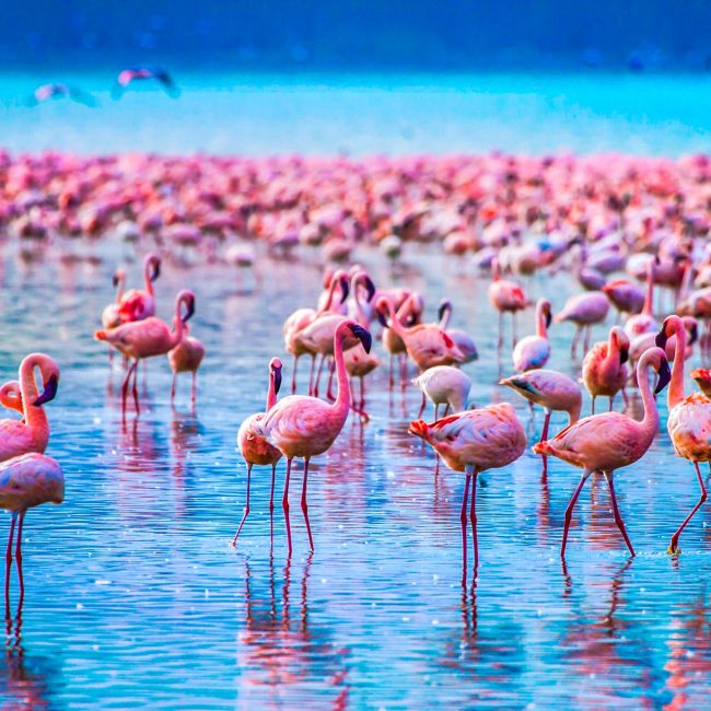 Bird-Watching Safari