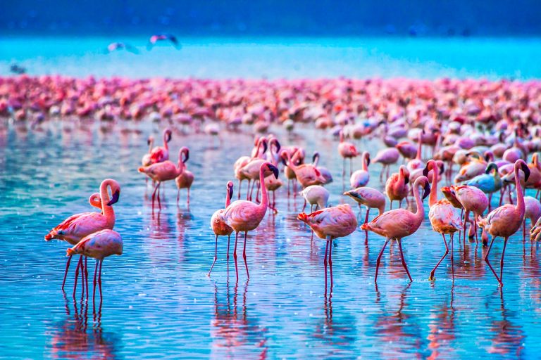 Lake Manyara Safari Day Trip