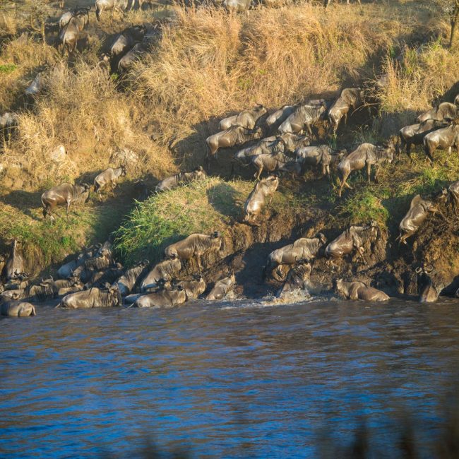Serengeti Migration Safari Option