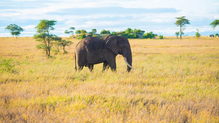 7 Days Tanzania Comfort Safari Journey