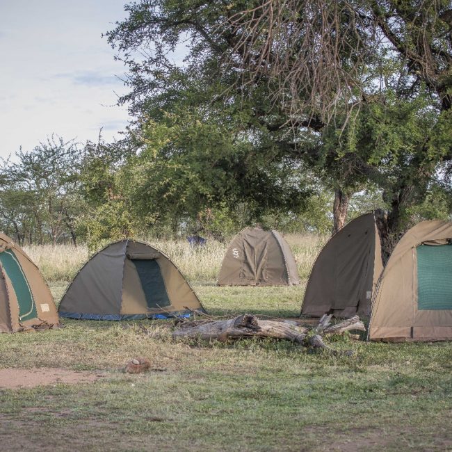 5 days tanzania joining group safari