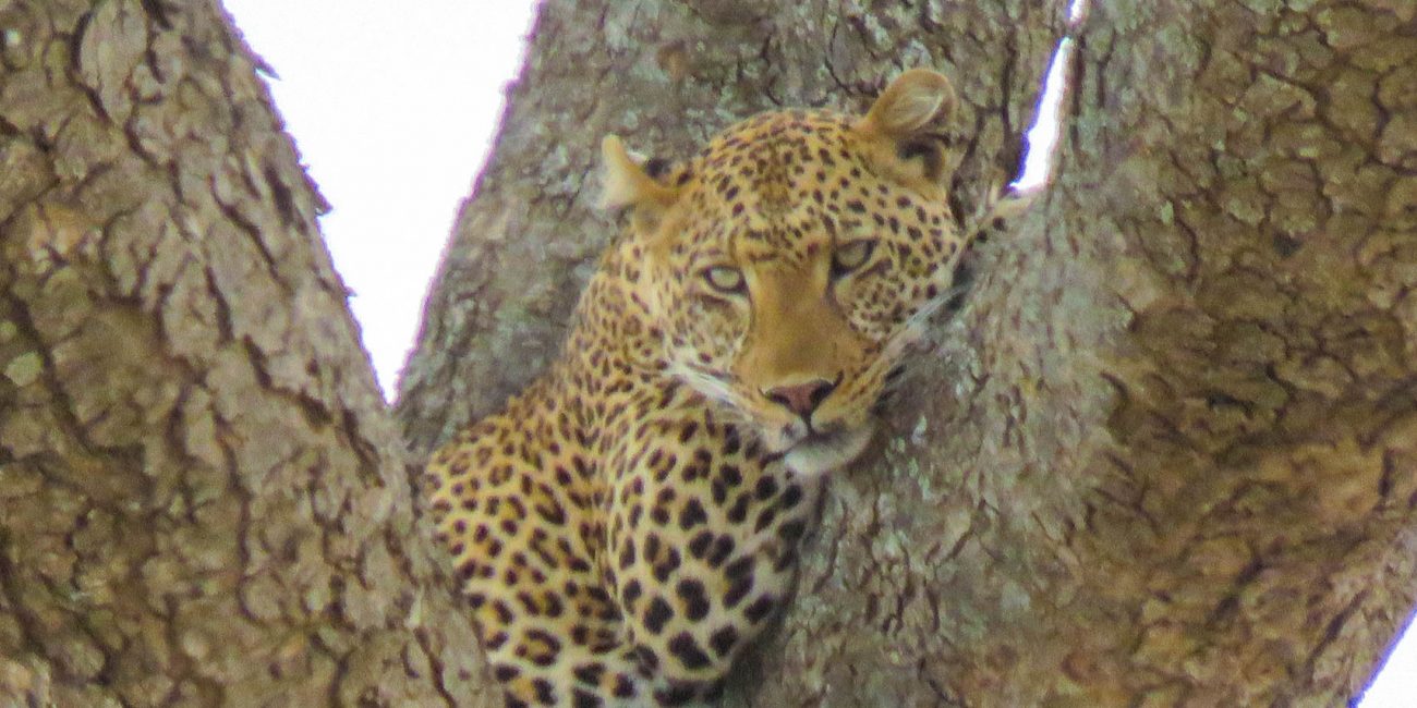 5-Day Unforgettable Safari to Tarangire, Serengeti and Ngorongoro