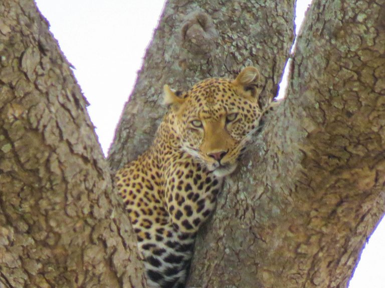 5 Days Unforgettable Tanzania Safari to Tarangire, Serengeti and Ngorongoro