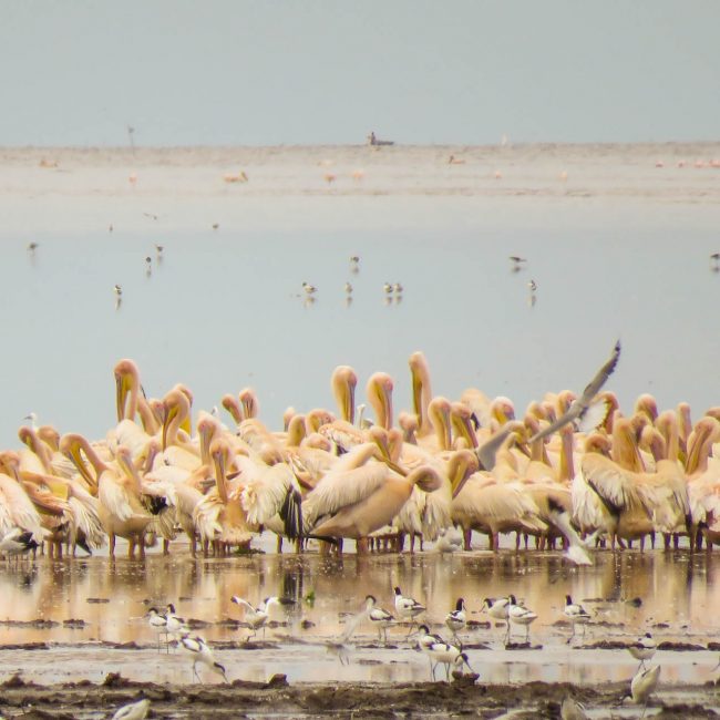 Bird Watching Tanzania Safari