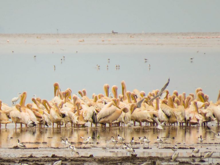 7 Days Bird Watching Tanzania Safari Itinerary