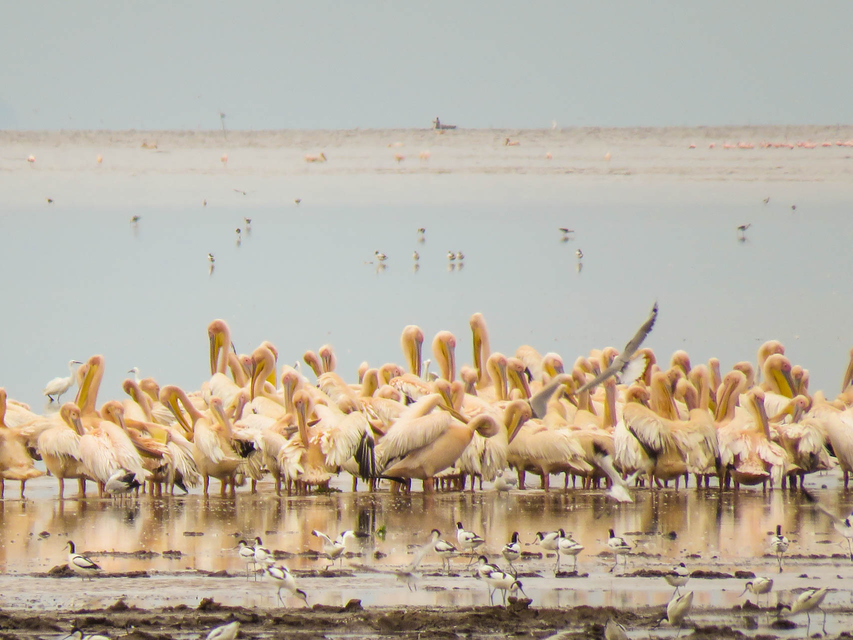 Bird Watching Tanzania Safari