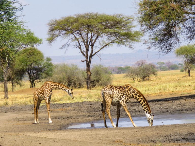 2 Days Tanzania Standard Lodge Safari