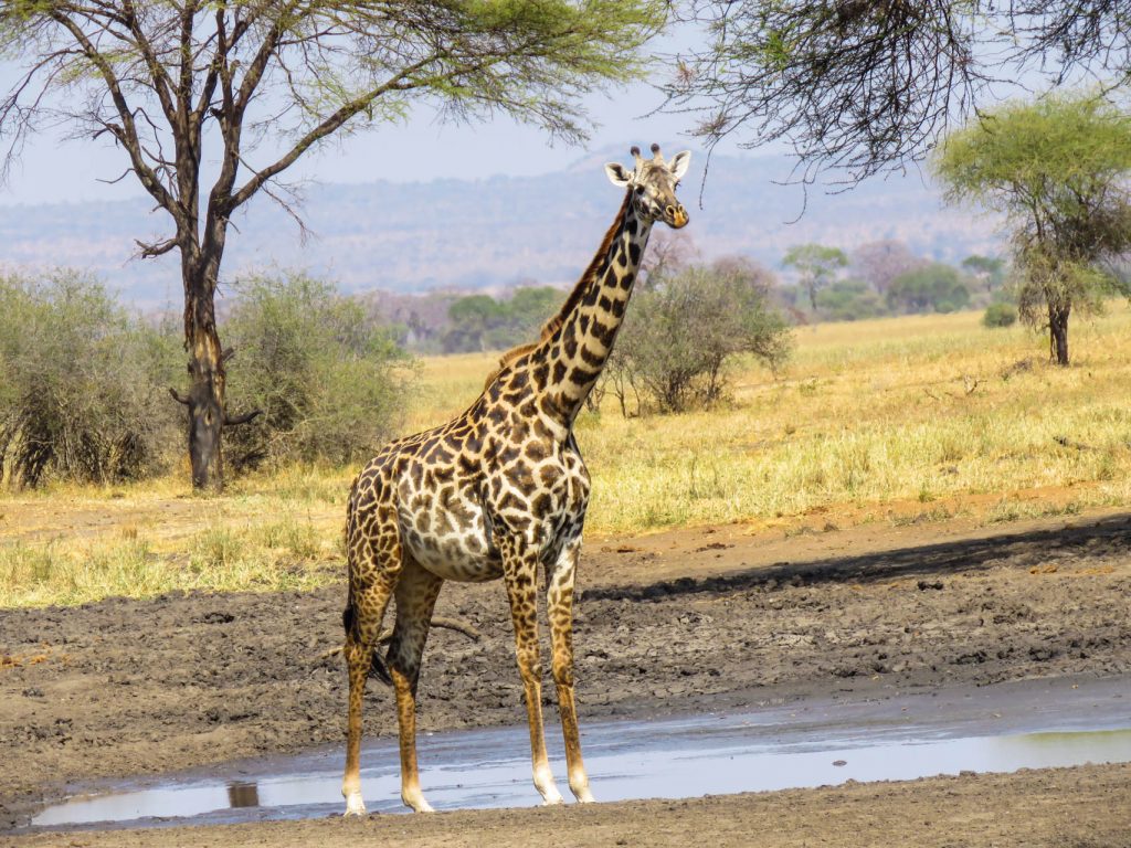 How Tanzanian Communities Welcome Visitors
