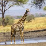 How Tanzanian Communities Welcome Visitors