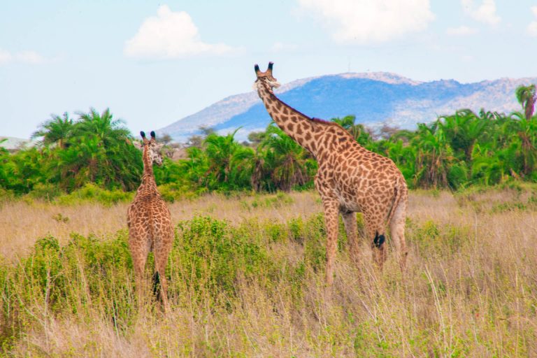 3 Days Tanzania Camping Safari