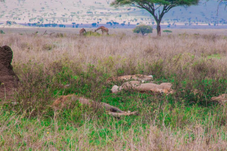 5 Days Big Five Camping Safari