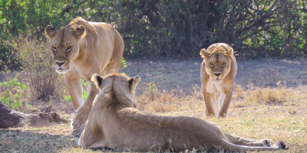 3 days safari from zanzibar