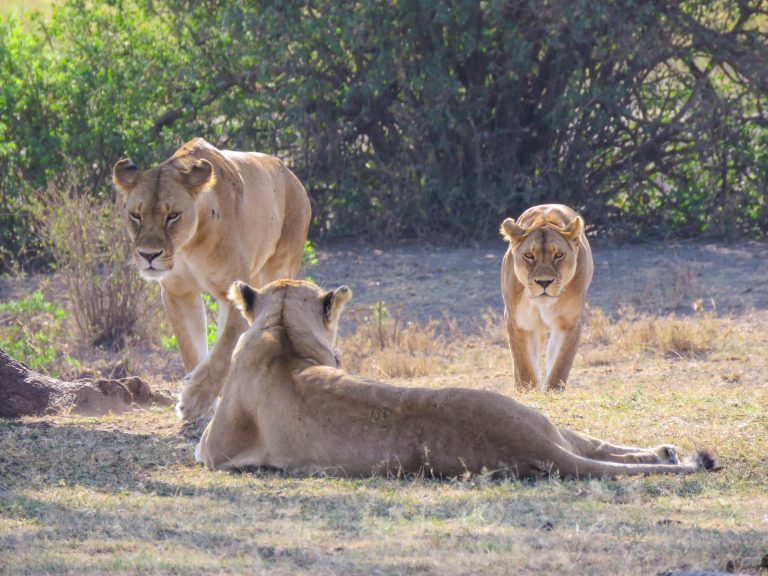 3 Days Safari from Zanzibar – Lake Manyara, Ngorongoro & Tarangire