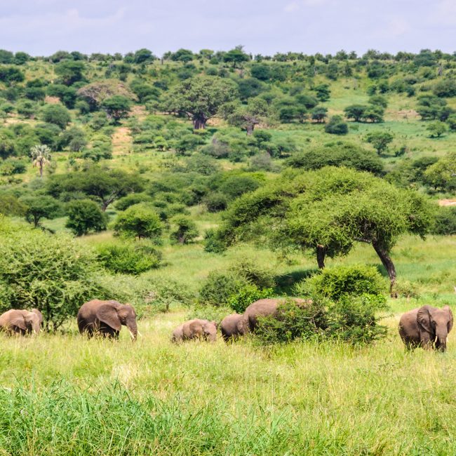2 days sharing group safari