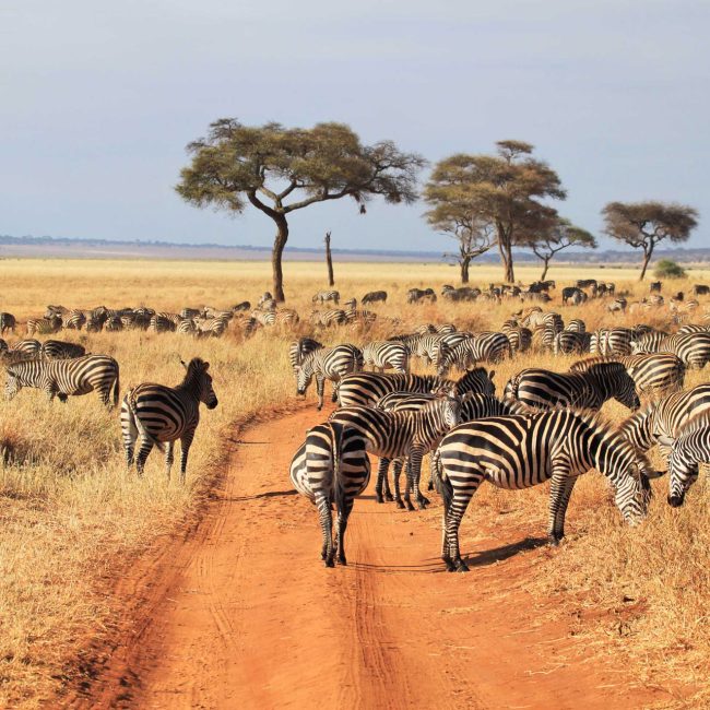 5 days tanzania joing group tour