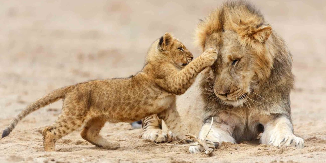 5 days tanzania group sharing safari