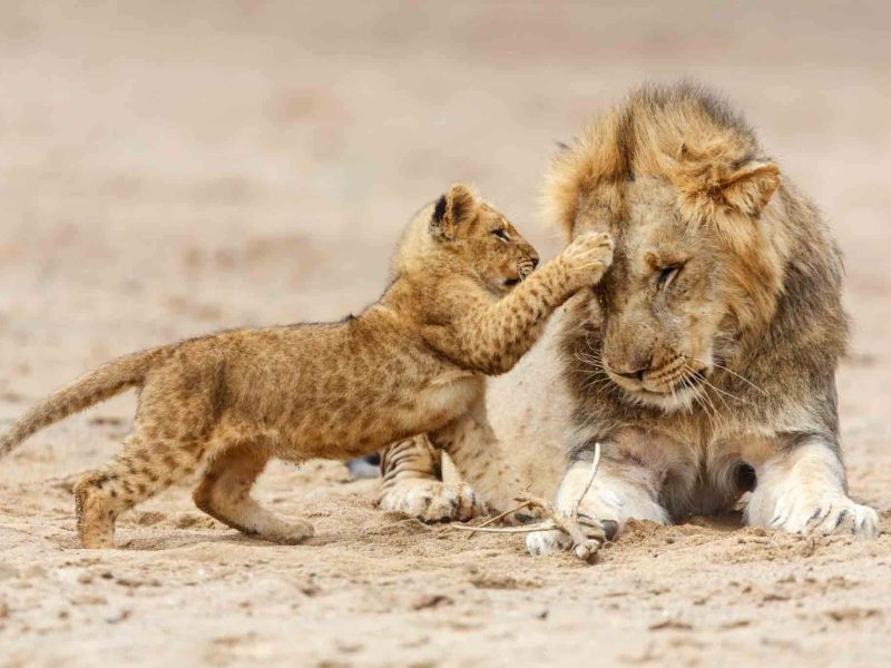 5 days tanzania group sharing safari