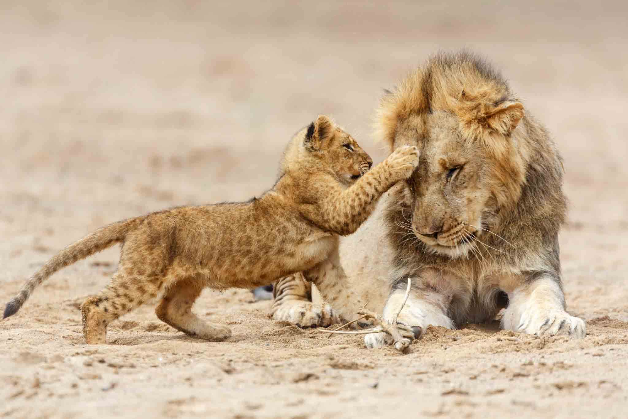 Serengeti Lion Safari