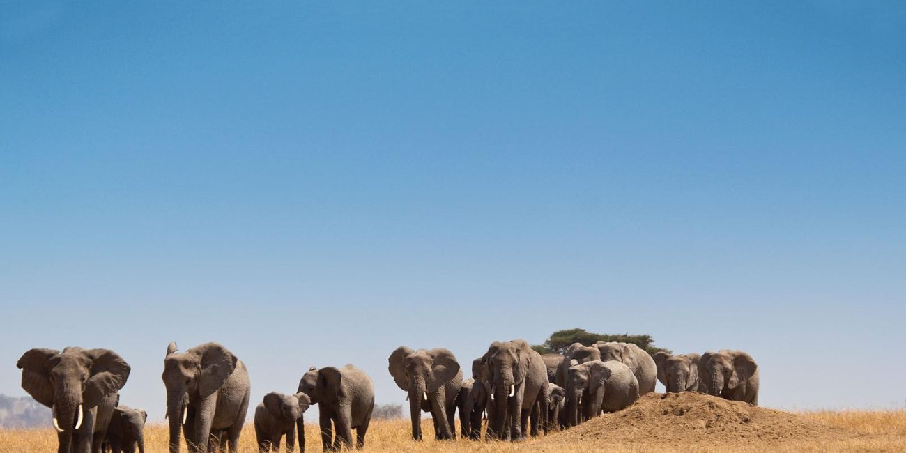 3 Days Safari from Zanzibar to Lake Manyara and Ngorongoro Crater