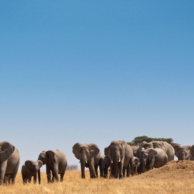 3 Days Safari from Zanzibar to Lake Manyara and Ngorongoro Crater