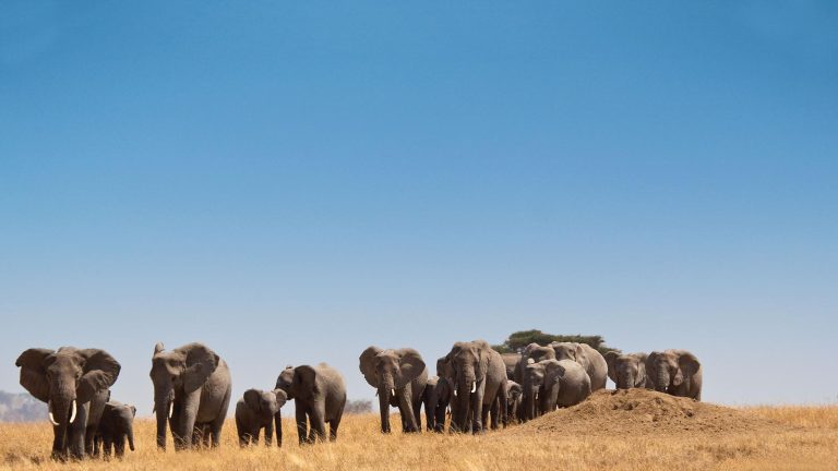 2 Days Safari from Zanzibar – Lake Manyara & Ngorongoro Crater