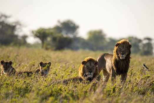 9 Days Kilimanjaro and Safari