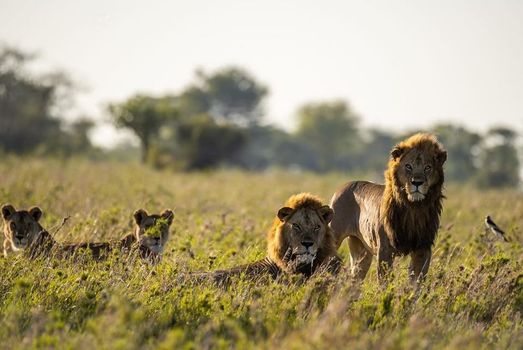 9 Days Kilimanjaro and Safari