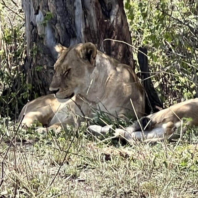 2 days tanzania lodge safari