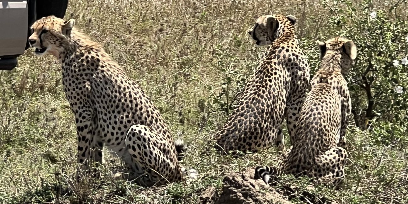 4 days tanzania lodge safari