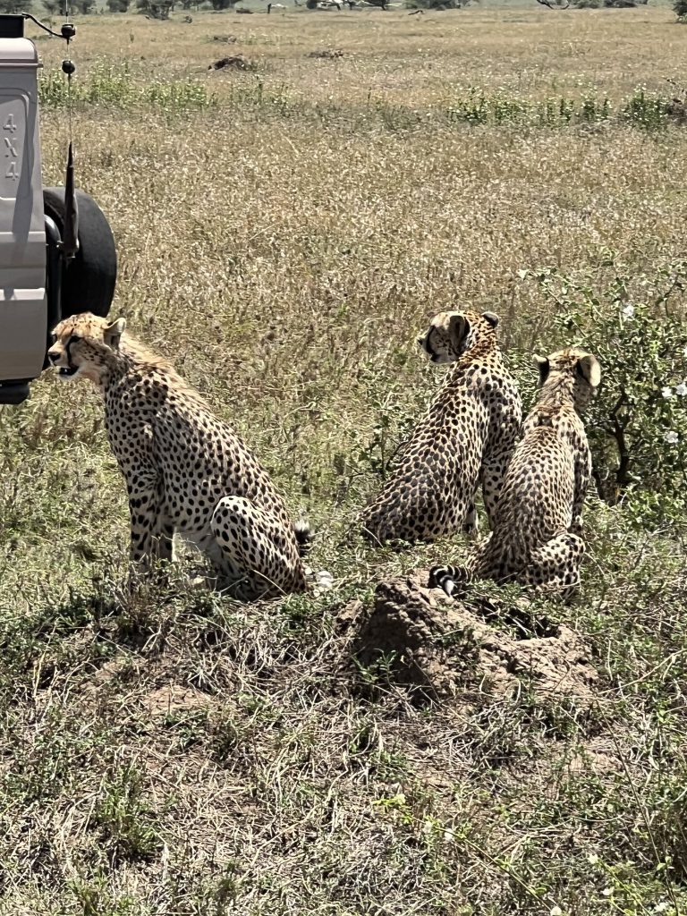 4 dagars Tanzania Lodge Safari