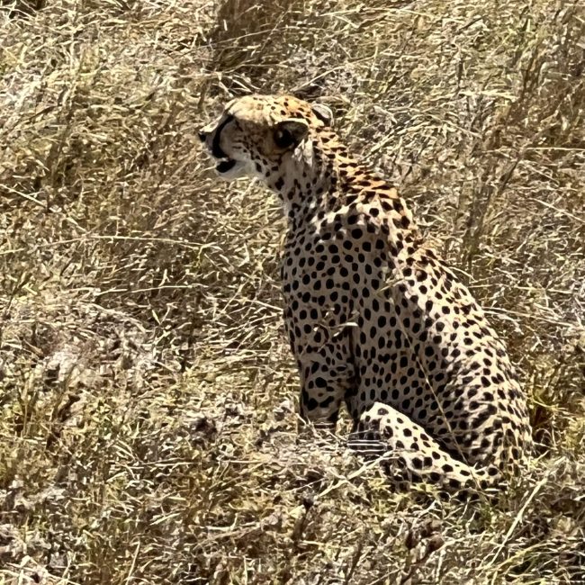 2 days tanzania camping safari