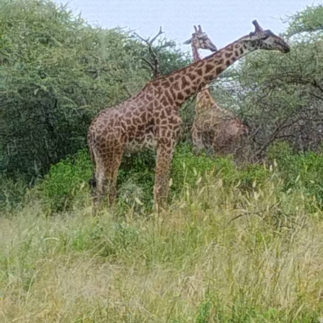 3-Day Serengeti Safari from Mwanza