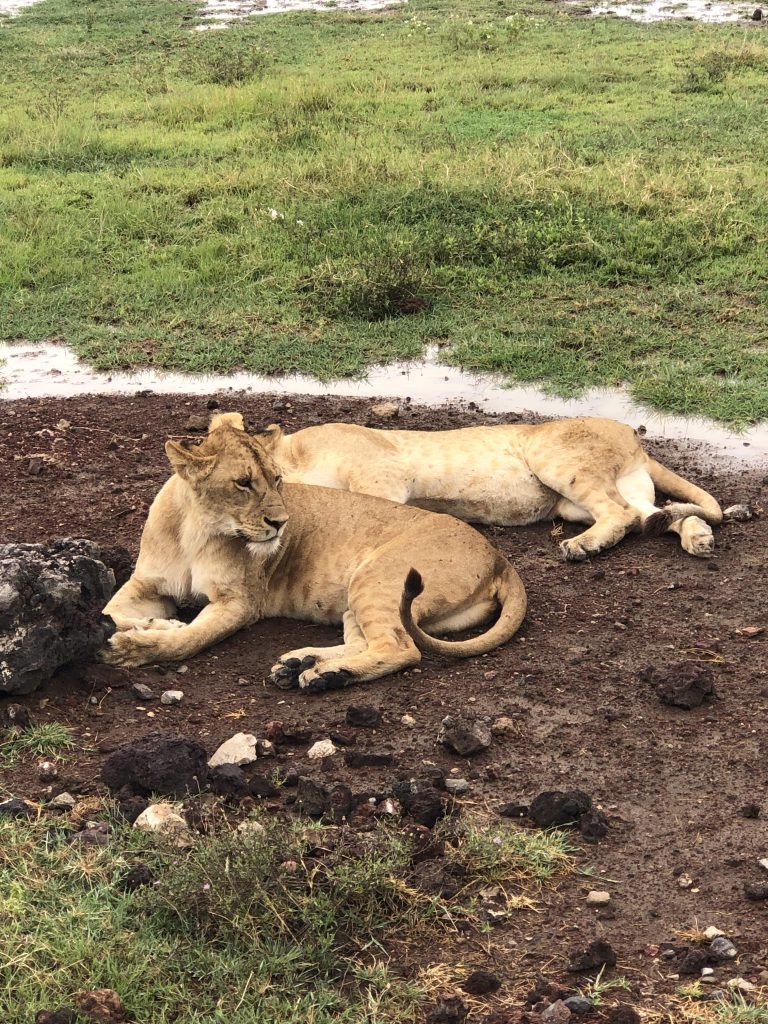 11-Day Kilimanjaro Climb & Tanzania Safari | Machame Route + Serengeti & Ngorongoro
