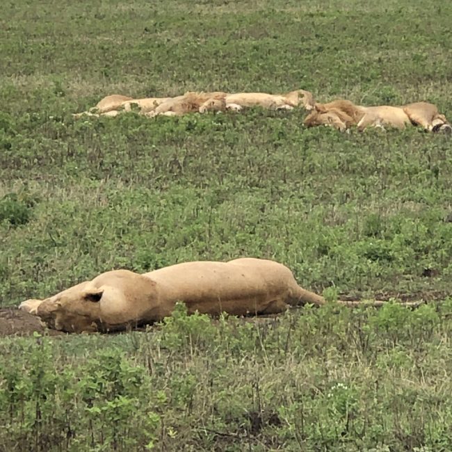 1 day safari from zanzibar to mikumi park