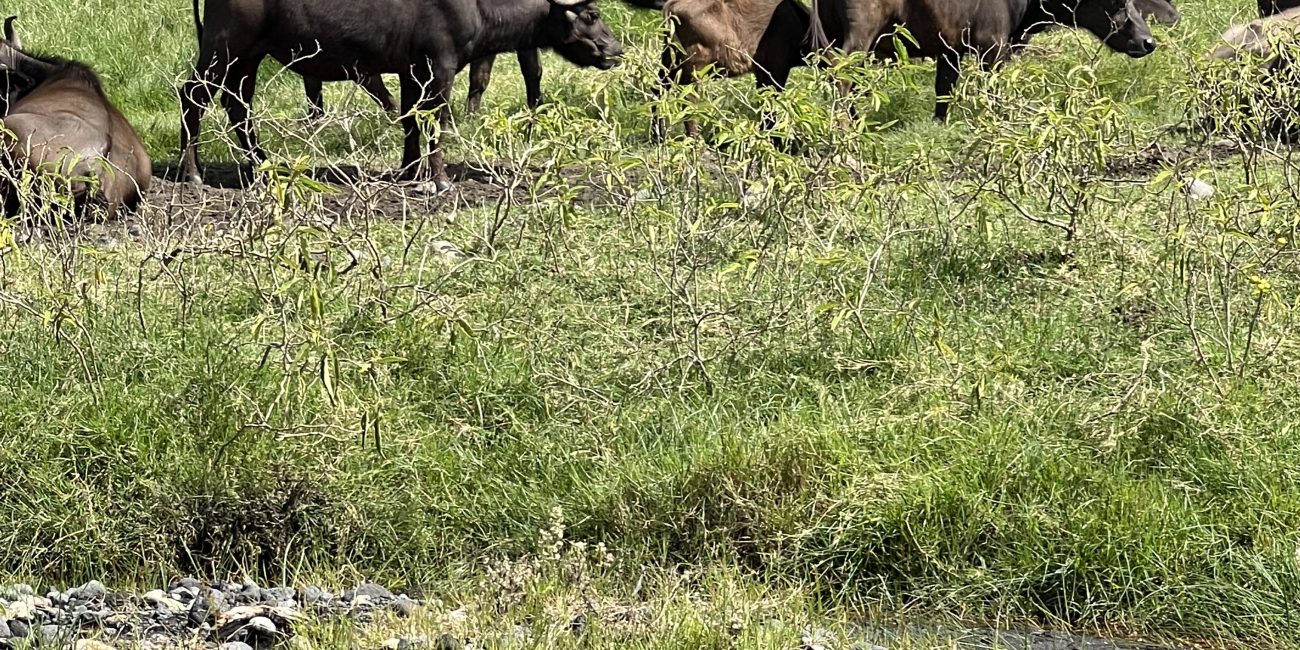 1 day safari from zanzibar to mikumi park
