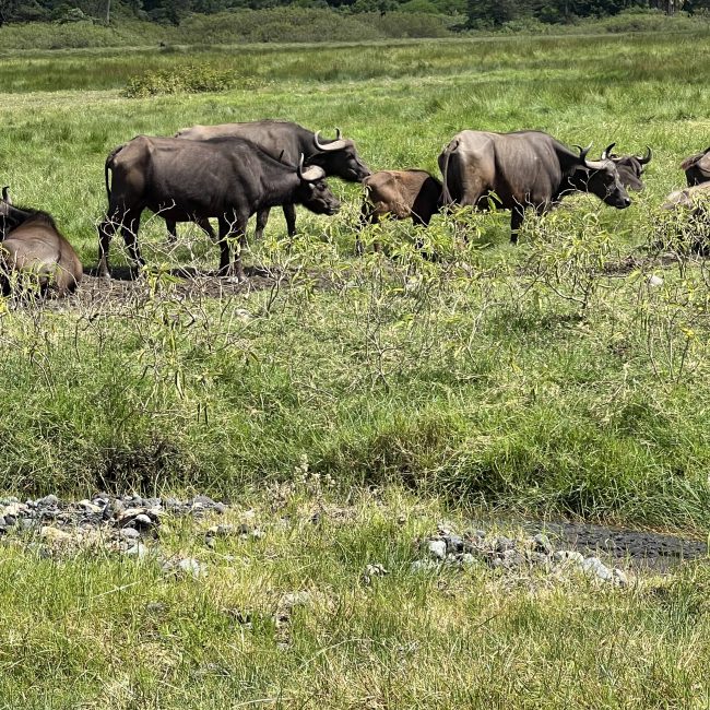 1 day safari from zanzibar to mikumi park