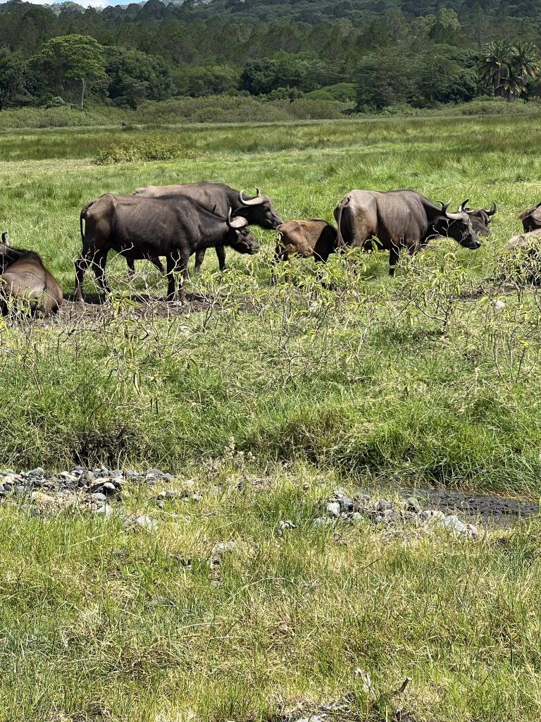 1-Day Fly-In Safari from Zanzibar to Mikumi
