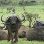 How Many Days in Tanzania Safari Is Enough?