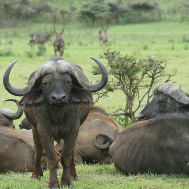 4 days tanzania safari