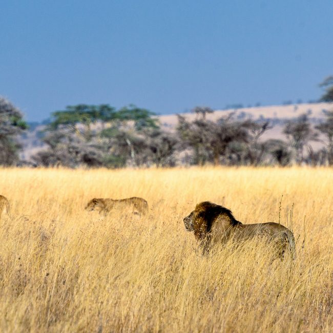3 days safaris tanzania