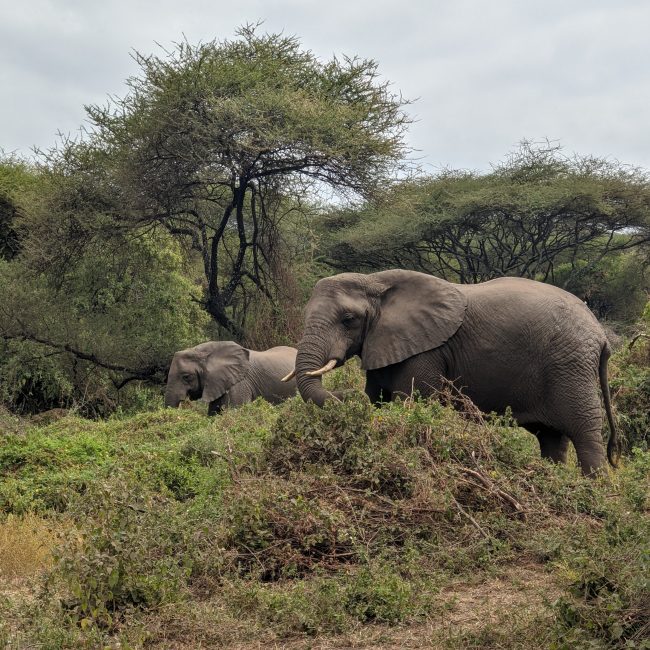 2 days tanzania group sharing safari