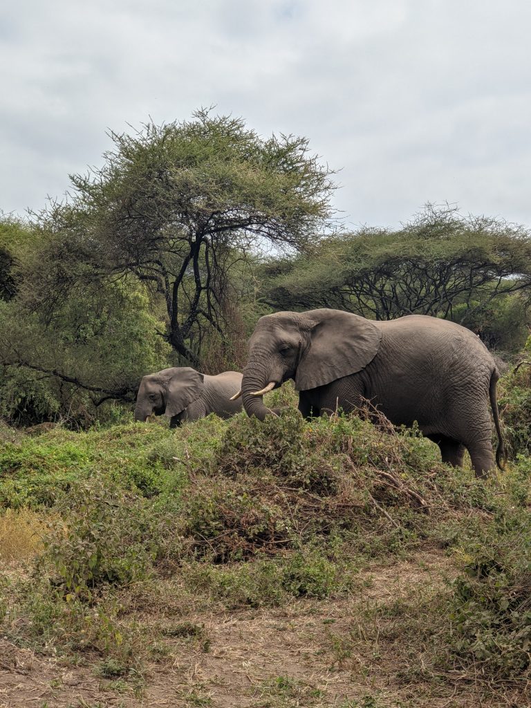 2 Days Tanzania Group Sharing Safari- Manyara and Ngorongoro