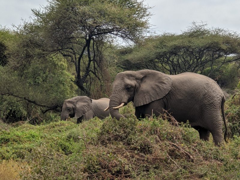 2 days tanzania group sharing safari