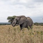 serengeti day trip from mwanza
