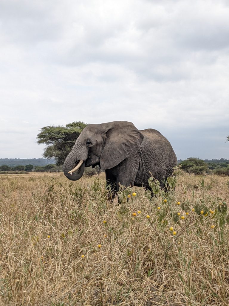 serengeti day trip from mwanza