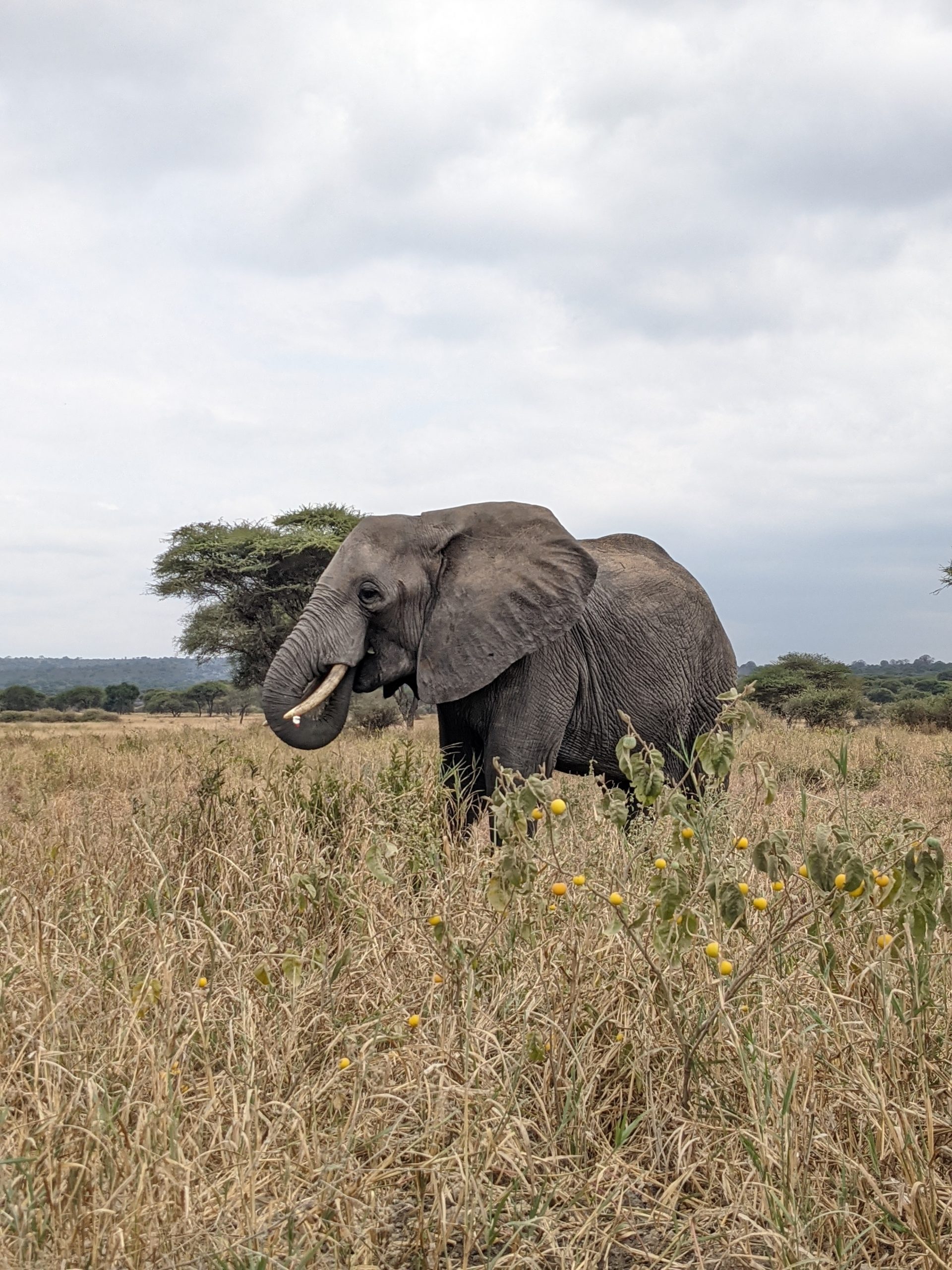 serengeti day trip from mwanza